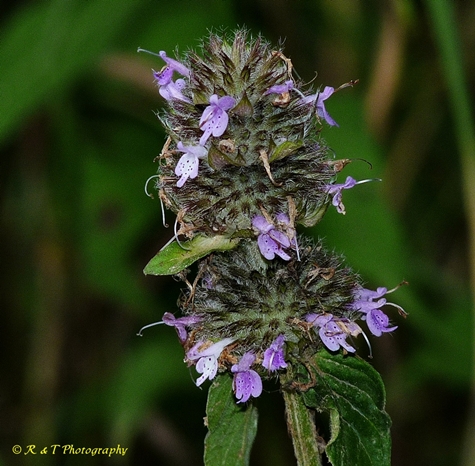 {Blephilia ciliata}